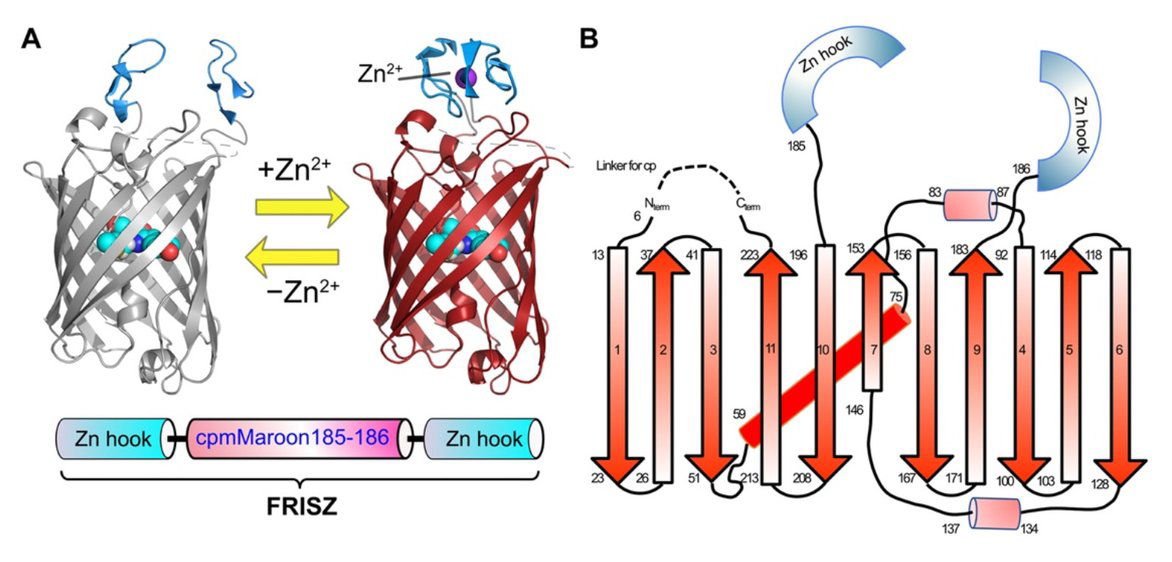 MetalZOOM 2023, May 8: A genetically encoded far-red fluorescent indicator for imaging synaptic zinc